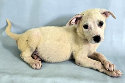 Dapple at Wright-Way Rescue