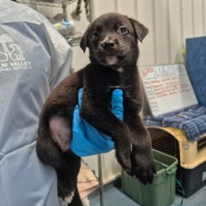 Dreamfyre at Wright-Way Rescue