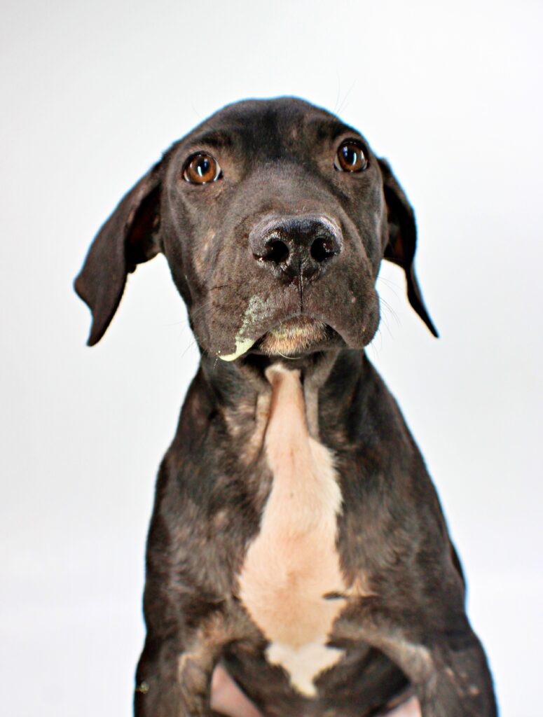 Grant at Wright-Way Rescue