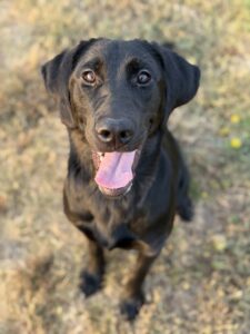 Lady at Wright-Way Rescue