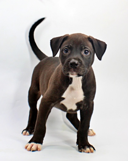Mark at Wright-Way Rescue