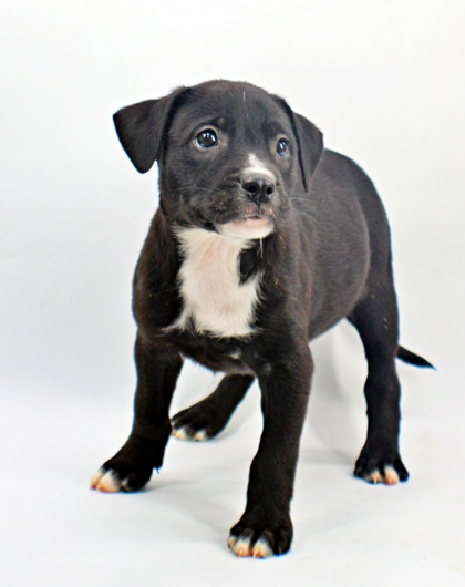 Mike at Wright-Way Rescue