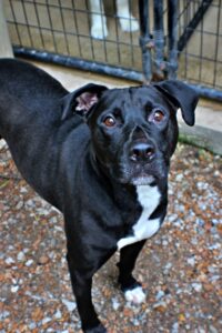 Ralph at Wright-Way Rescue