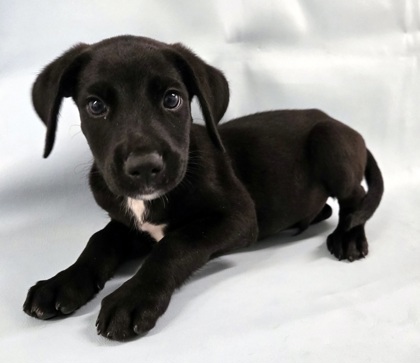 Ranger at Wright-Way Rescue