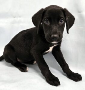 Scout at Wright-Way Rescue