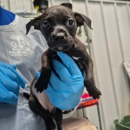 Silverwing at Wright-Way Rescue