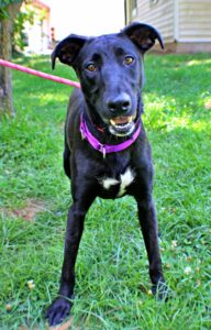 Star at Wright-Way Rescue