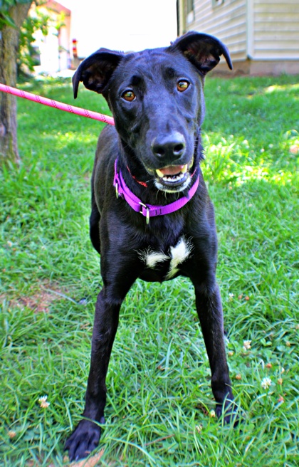 Star at Wright-Way Rescue