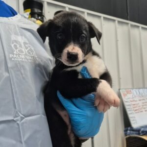 Syrax at Wright-Way Rescue