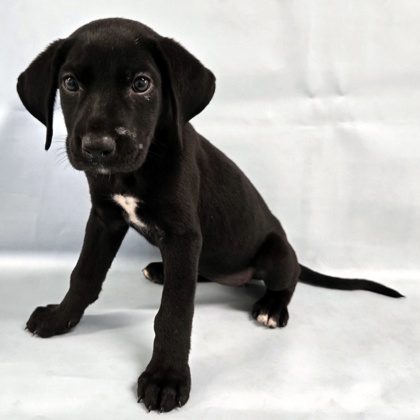 Trek at Wright-Way Rescue