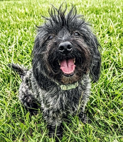 Brave at Wright-Way Rescue