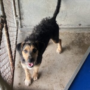 Yayni at Wright-Way Rescue