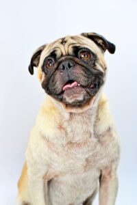 Chucky at Wright-Way Rescue