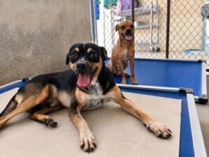 Stewie at Wright-Way Rescue