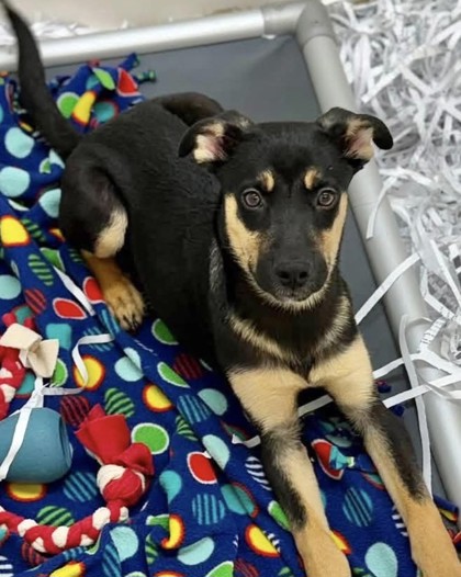 Fritz at Wright-Way Rescue