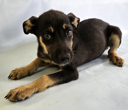 Fritz at Wright-Way Rescue