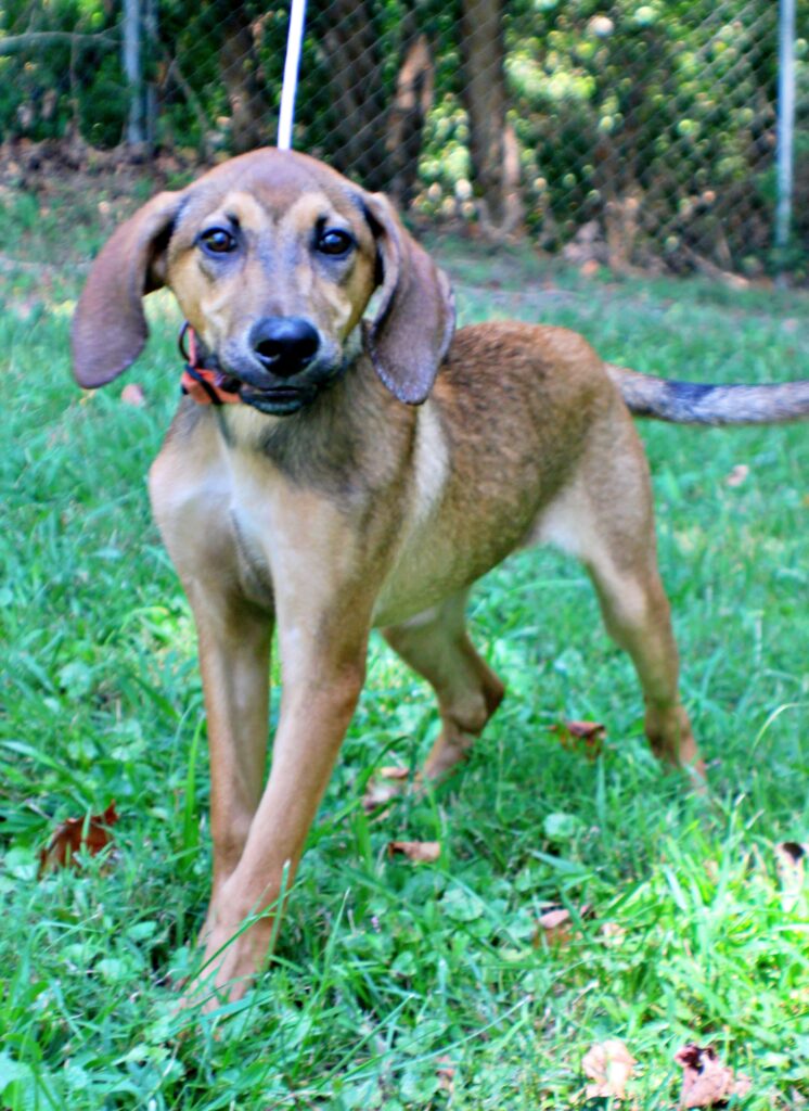 Nina at Wright-Way Rescue