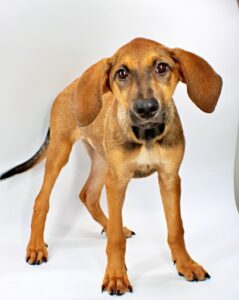 Nina at Wright-Way Rescue
