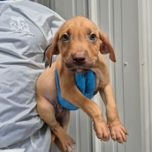 Chevy at Wright-Way Rescue
