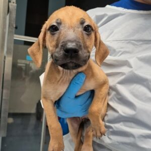 Ram at Wright-Way Rescue