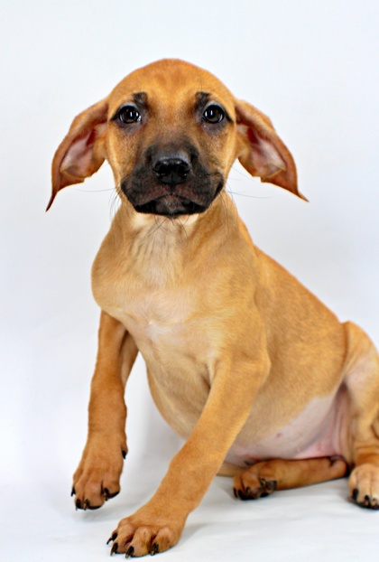 Sierra at Wright-Way Rescue