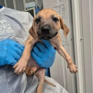 Sierra at Wright-Way Rescue