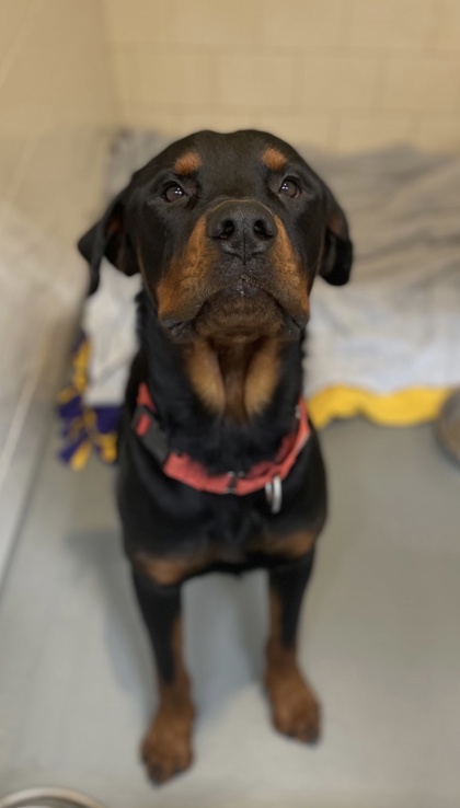 Sosa at Wright-Way Rescue