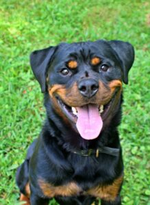 Thunder at Wright-Way Rescue