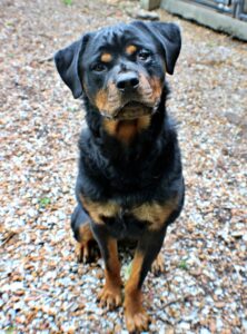 Thunder at Wright-Way Rescue