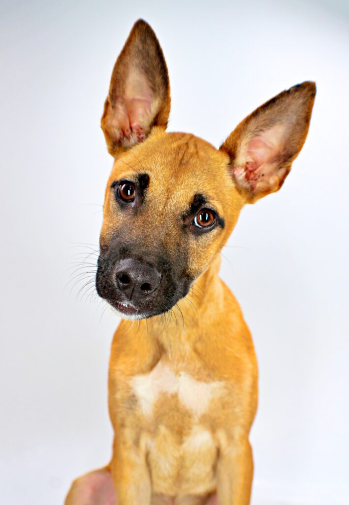 Oscar at Wright-Way Rescue