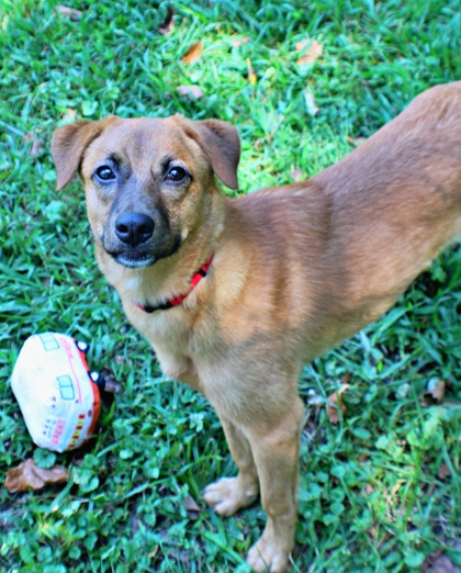 Habanero at Wright-Way Rescue