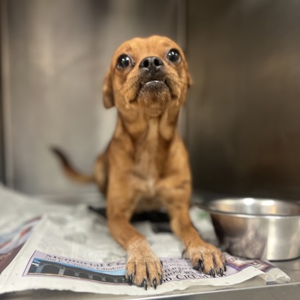 Steve at Wright-Way Rescue