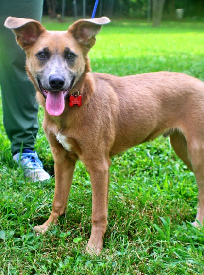 Rex at Wright-Way Rescue