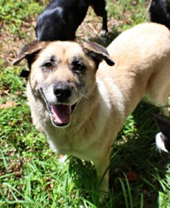 Ellie at Wright-Way Rescue
