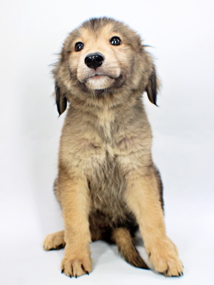 Dolly at Wright-Way Rescue