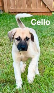 Cello at Wright-Way Rescue