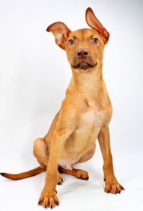 Jakob at Wright-Way Rescue