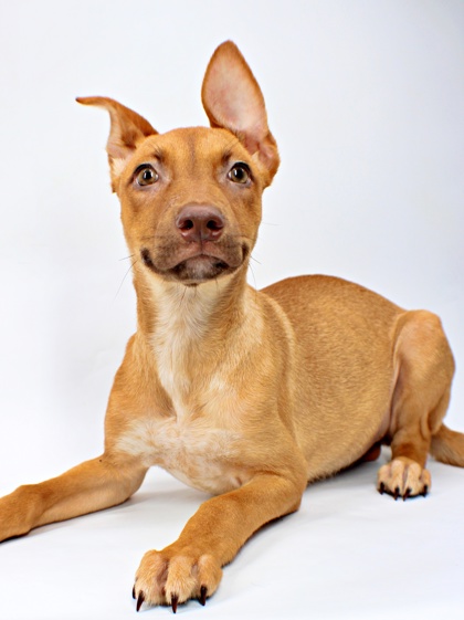 Jaycee at Wright-Way Rescue