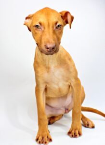 Jocelyn at Wright-Way Rescue