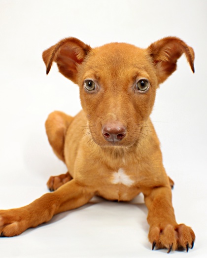 Jolene at Wright-Way Rescue