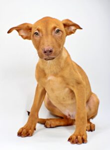 Jordy at Wright-Way Rescue