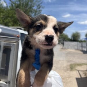 Mela at Wright-Way Rescue