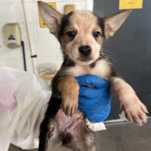 Mikey at Wright-Way Rescue
