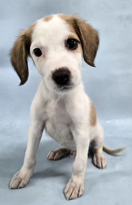Prince at Wright-Way Rescue