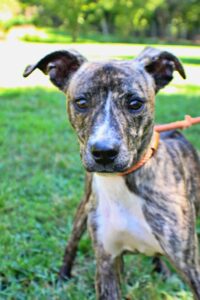 Morris at Wright-Way Rescue