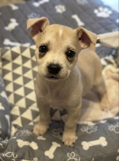 Chino at Wright-Way Rescue