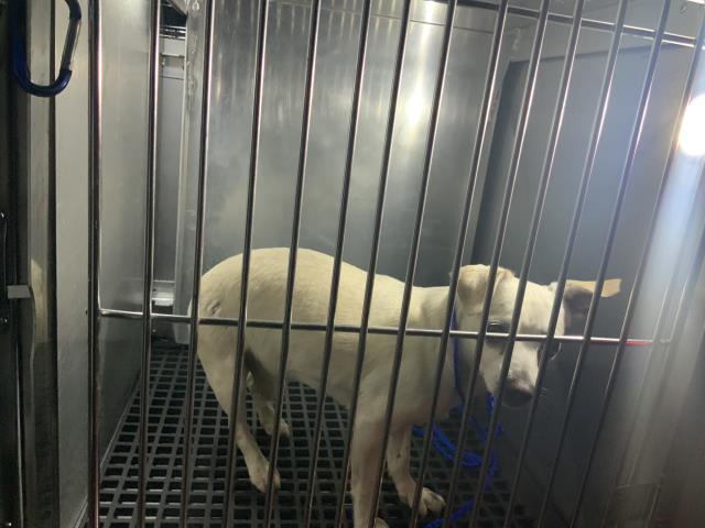 Ramon at Chicago Animal Care and Control