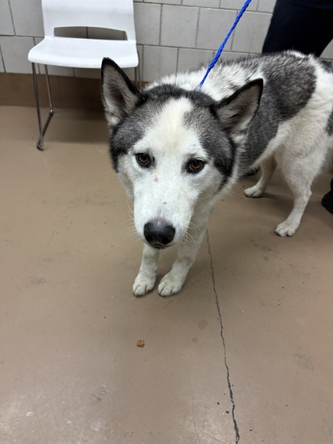 Nyko at Chicago Animal Care and Control
