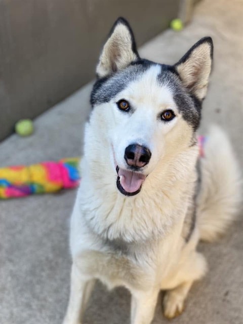 Nyko, adoptable Siberian Husky at Chicago Animal Care and Control