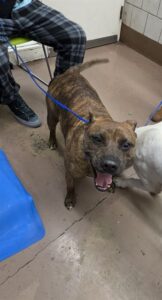 Aster, adoptable American Pit Bull Terrier at Chicago Animal Care and Control